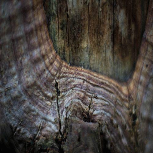 Coldworld : Vellos Camiños